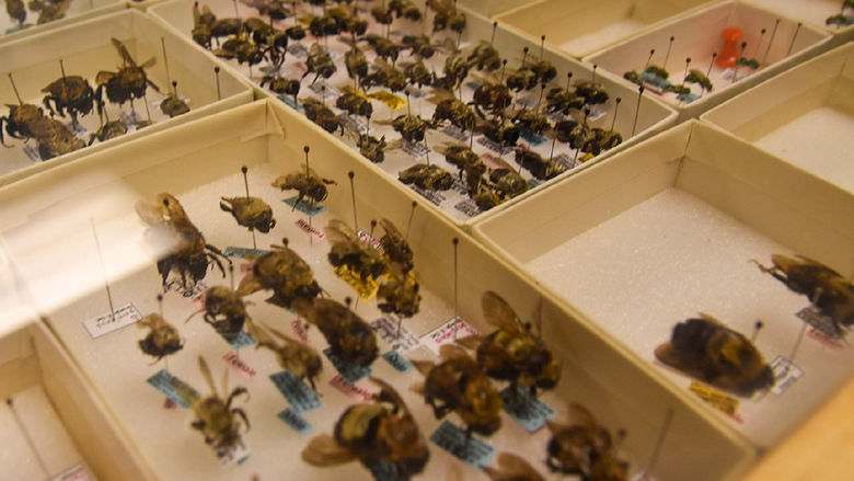 Dead bees in wooden display cases.